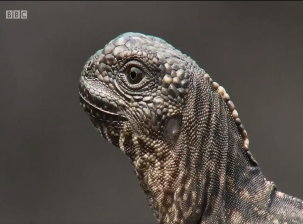 Planet Earth 2, Baby Iguana and Snake Chase Planet Earth 2, Baby Iguana and Snake Chase